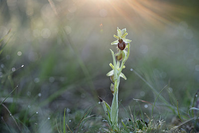 BUITEN BEELD Foto: 342791