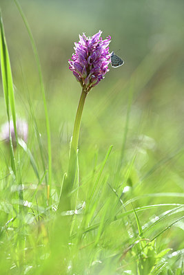 BUITEN BEELD Foto: 343573