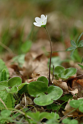 BUITEN BEELD Foto: 343821