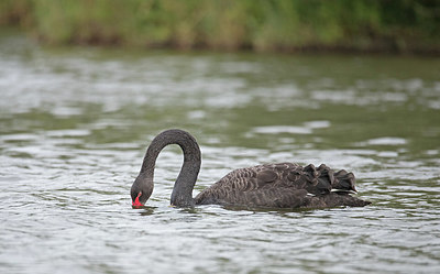 BUITEN BEELD Foto: 344190