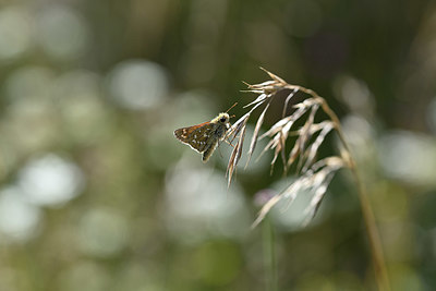 BUITEN BEELD Foto: 344680