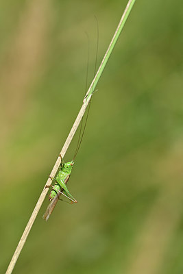 BUITEN BEELD Foto: 344955