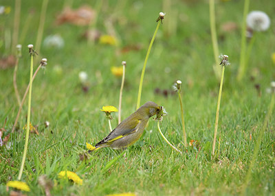 BUITEN BEELD Foto: 353117