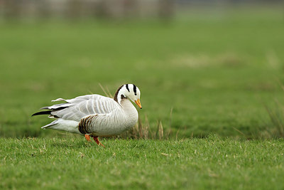 BUITEN BEELD Foto: 354673