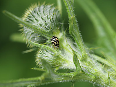 BUITEN BEELD Foto: 357613