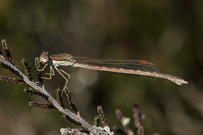 BUITEN BEELD Foto: 358091