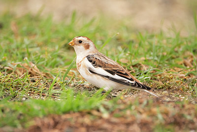 BUITEN BEELD Foto: 359185