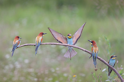 BUITEN BEELD Foto: 361479