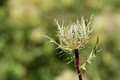 BUITEN BEELD Foto: 361814