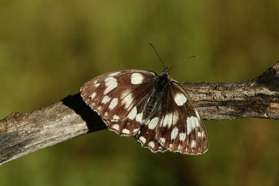 BUITEN BEELD Foto: 364119