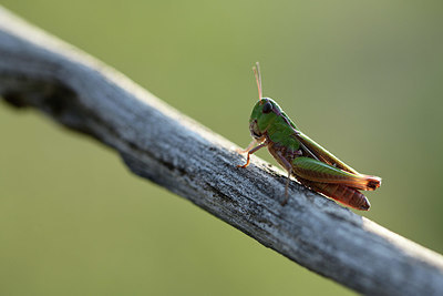 BUITEN BEELD Foto: 364313