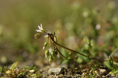 BUITEN BEELD Foto: 366999