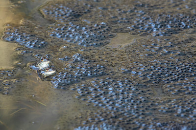 BUITEN BEELD Foto: 368475