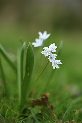 BUITEN BEELD Foto: 368854