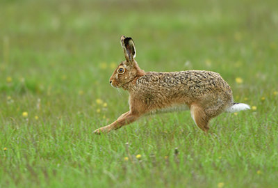 BUITEN BEELD Foto: 371427