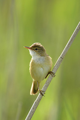 BUITEN BEELD Foto: 372626