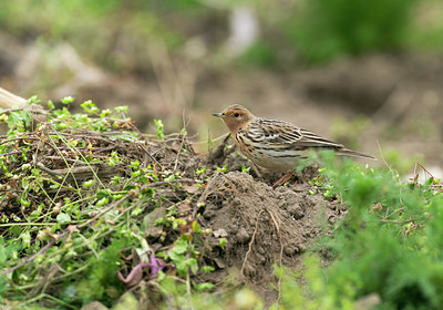 BUITEN BEELD Foto: 377841