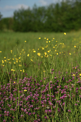 BUITEN BEELD Foto: 379930