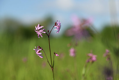 BUITEN BEELD Foto: 379967