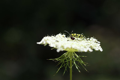 BUITEN BEELD Foto: 384897