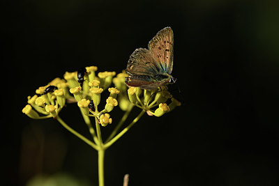 BUITEN BEELD Foto: 385091