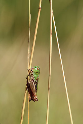 BUITEN BEELD Foto: 385487