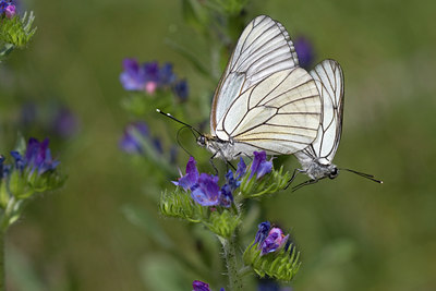 BUITEN BEELD Foto: 38327