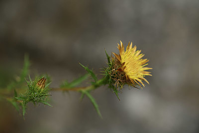 BUITEN BEELD Foto: 394942