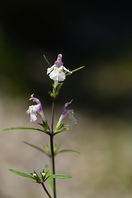 BUITEN BEELD Foto: 395028