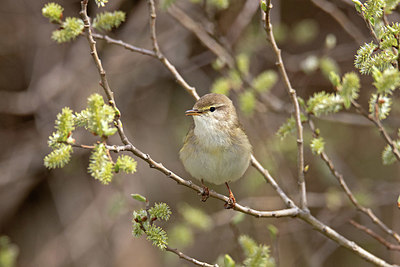 BUITEN BEELD Foto: 397565