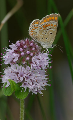 BUITEN BEELD Foto: 39546