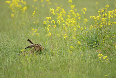 BUITEN BEELD Foto: 402025