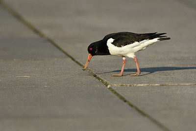 BUITEN BEELD Foto: 402450