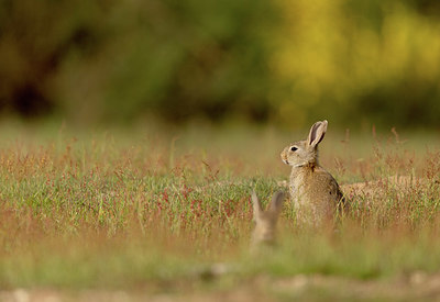 BUITEN BEELD Foto: 405009