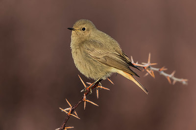 BUITEN BEELD Foto: 405221