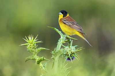 BUITEN BEELD Foto: 405241