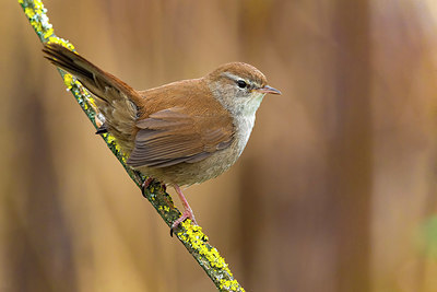 BUITEN BEELD Foto: 405287