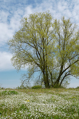 BUITEN BEELD Foto: 406482