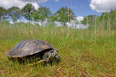 BUITEN BEELD Foto: 407118