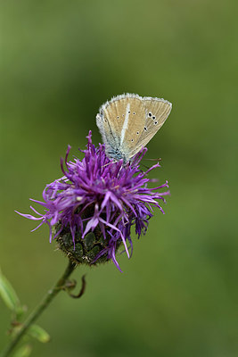 BUITEN BEELD Foto: 407813