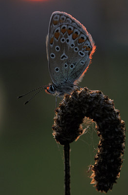 BUITEN BEELD Foto: 40197