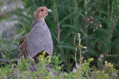 BUITEN BEELD Foto: 40276