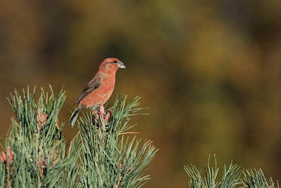 BUITEN BEELD Foto: 409757