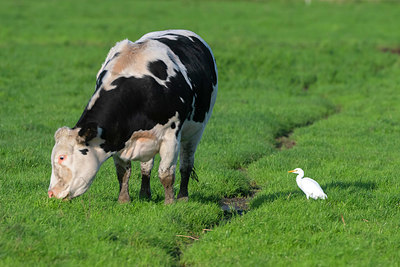 BUITEN BEELD Foto: 411329