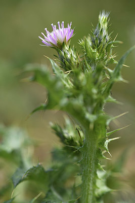 BUITEN BEELD Foto: 413809