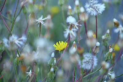 BUITEN BEELD Foto: 415132