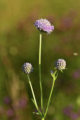 BUITEN BEELD Foto: 415137