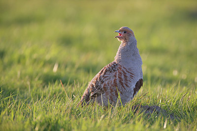 BUITEN BEELD Foto: 418444