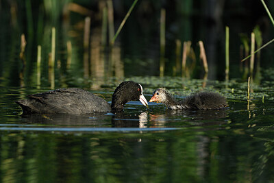 BUITEN BEELD Foto: 421374