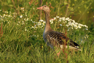 BUITEN BEELD Foto: 421380